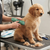Pet Electric Hair Clipper