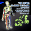 Clear Human Body Anatomy Educational Model