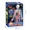 Clear Human Body Anatomy Educational Model