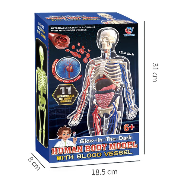 Clear Human Body Anatomy Educational Model