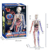 Clear Human Body Anatomy Educational Model