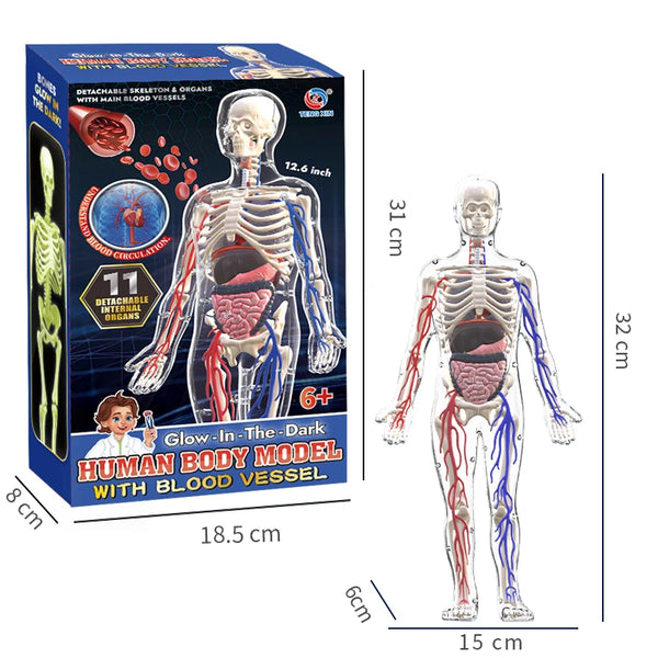 Clear Human Body Anatomy Educational Model