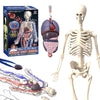 Clear Human Body Anatomy Educational Model