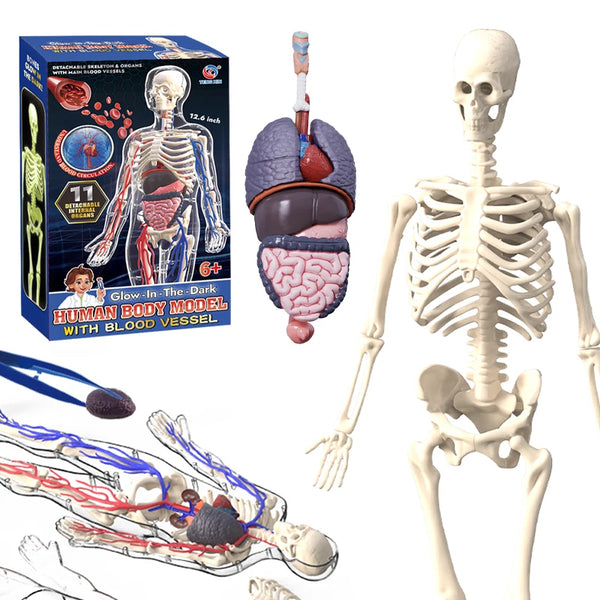 Clear Human Body Anatomy Educational Model