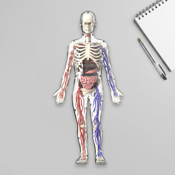 Clear Human Body Anatomy Educational Model