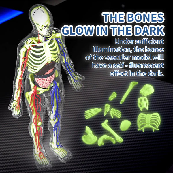 Clear Human Body Anatomy Educational Model