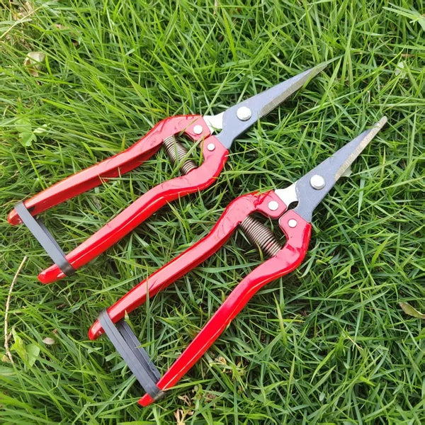 Garden Pruning Shears Stainless Steel 20cm on grass, ideal for precise garden maintenance and cutting.