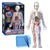 Clear Human Body Anatomy Educational Model
