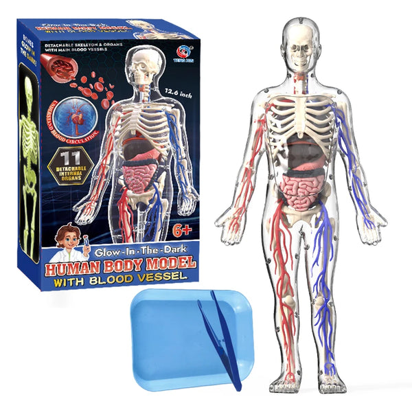 Clear Human Body Anatomy Educational Model