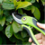 Garden Anti-Slip Handle Bypass Pruner trimming a branch among green leaves.