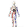 Clear Human Body Anatomy Educational Model