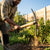 A person using a Heavy Duty Garden Pick Mattock Tool to break soil in a garden, demonstrating efficient digging and control.