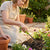 Woman using a Heavy Duty 25cm Garden Hand Cultivator to aerate soil around flowers in a garden.